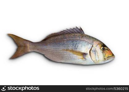 Dentex Dentex fish sparidae from Mediterranean sea isolated in white