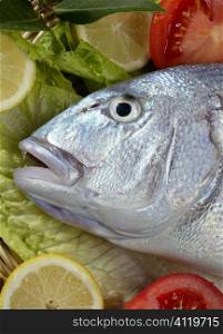 Denton, Mediterranean sparus fish, gilthead, snapper