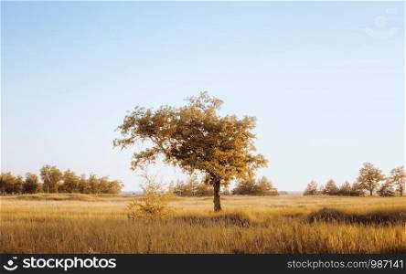 Desaturated atmospheric rural landscape - a lonely oak in a yellow field under a clear cloudless sky. Blur toned filter, space for copy.