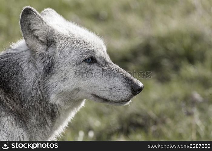 Desaturated photograph of North American Gray Wolf, Canis Lupus, with blue eyes
