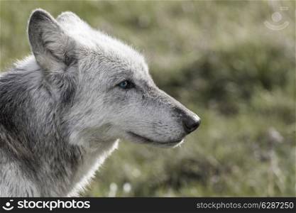 Desaturated photograph of North American Gray Wolf, Canis Lupus, with blue eyes