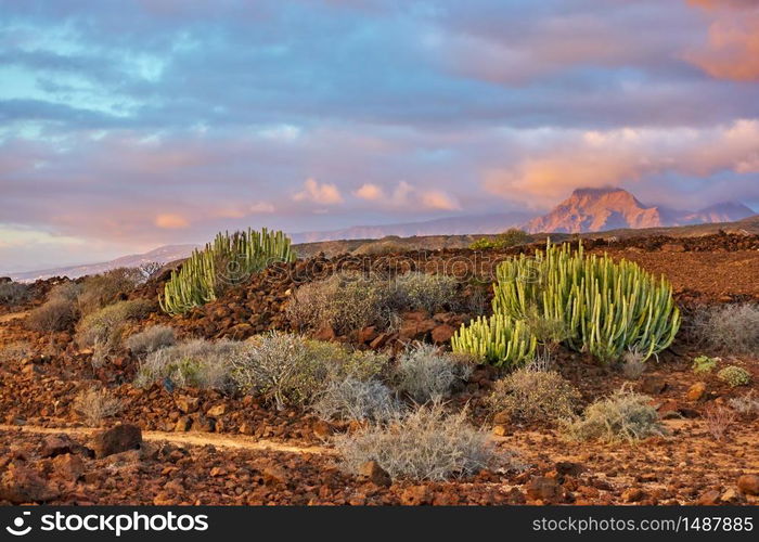 Desert area with bushes and cacti in the south of Tenerife at sunset, The Canary Islands. Plant: The Canary Island spurge (Euphorbia canariensis). Landscape