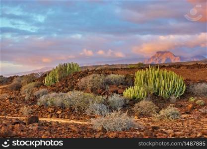 Desert area with bushes and cacti in the south of Tenerife at sunset, The Canary Islands. Plant: The Canary Island spurge (Euphorbia canariensis). Landscape