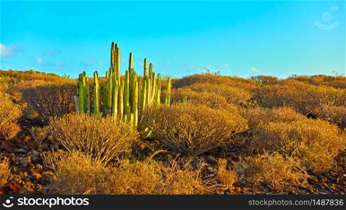 Desert area with bushes and cactus in the south of Tenerife at sunset, Canary Islands. Cactus: The Canary Island spurge (Euphorbia canariensis)
