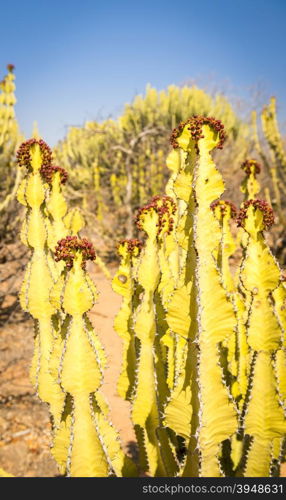 Desert cactus (Euphorbia ingels) known as Candelabra Tree Cactus in rural Botswana, Africa