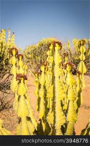 Desert cactus (Euphorbia ingels) known as Candelabra Tree Cactus in rural Botswana, Africa
