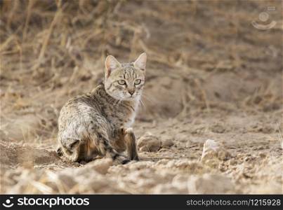Desert Cat, Felis margarita, Jaisalmer, Rajasthan, India