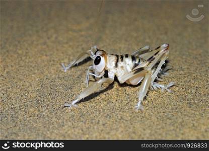 Desert Cricket, Schizodactylus monstrosus, Bademushwala, bites are said to be painful, Jaisalmer, Rajasthan, India.