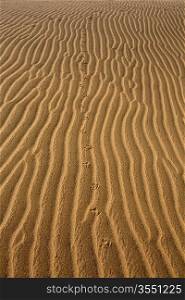 Desert dunes sand texture in Maspalomas Gran Canaria at Canary islands