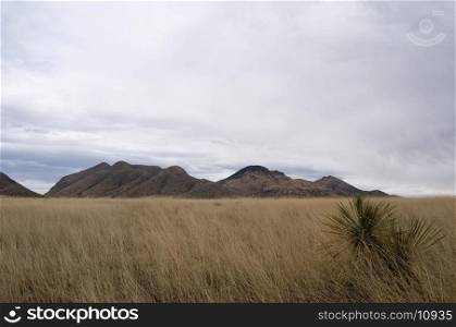 Desert Grasslands