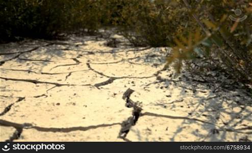 Desert land with dry cracked ground