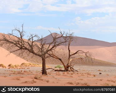 desert landscape