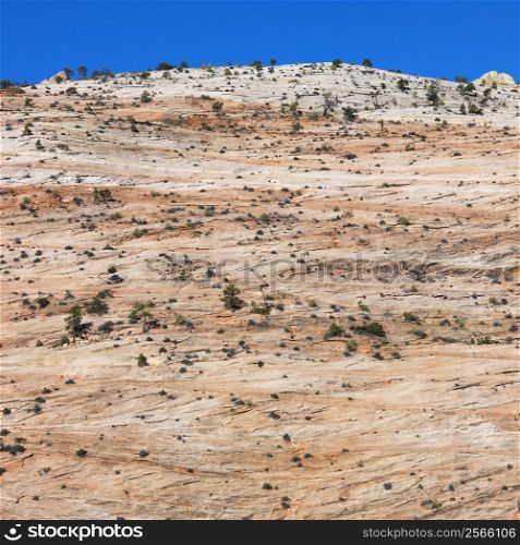 Desert landscape in Zion National Park, Utah.