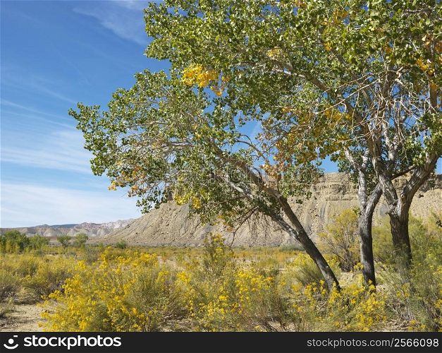 Desert landscape including Cottonwood tree, vegetation and rocky cliffs in Cottonwood Canyon, Utah.