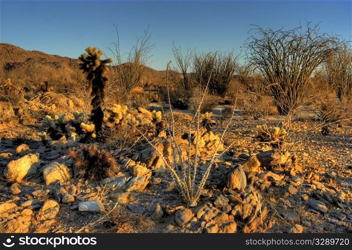 Desert landscape sunrise