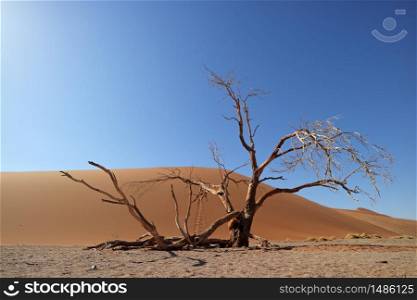 Desert landscape with dead tree and red sand dune, Sossusvlei, Namibia