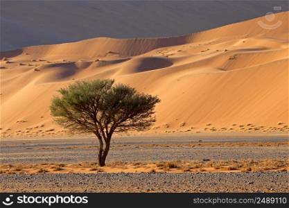 Desert landscape with thorn tree, Sossusvlei, Namib desert, Namibia 
