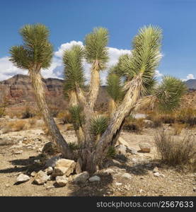 Desert landscape with tree.