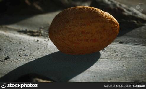 Desert melon on the sand beach