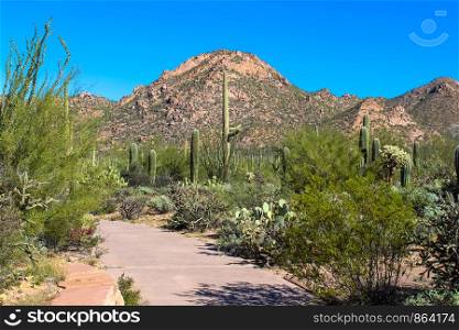 Desert Mountain and Cactus by Visitor Center in Saguaro National Park