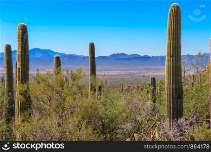 Desert Overlook of Arizona Mountains in Saguaro National Park