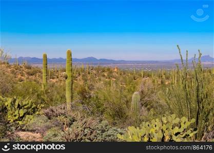 Desert Overlook on Tucson Arizona in Saguaro National Park