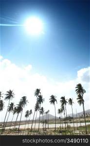 desert palm under blue sunny sky