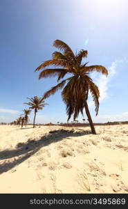 desert palm under blue sunny sky