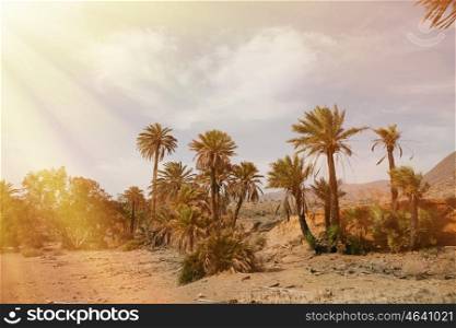Desert place with palm trees located in Almeria (southeast Spain)