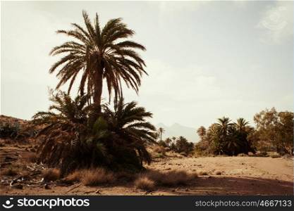 Desert place with palm trees located in Almeria (southeast Spain)