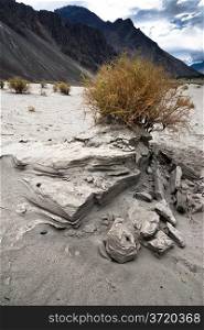 Desert plant growing at Nubra Valley sand dunes. Himalaya mountains landscape. India, Ladakh, altitude 3100 m