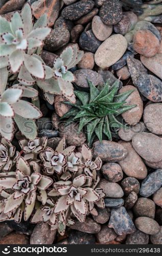 Desert plants, green succulents, stone, home gardening and decorating rustic style.