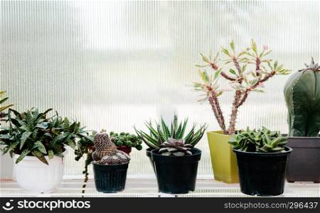 Desert plants, green succulents, stone, plant pot gardening home decorating style.