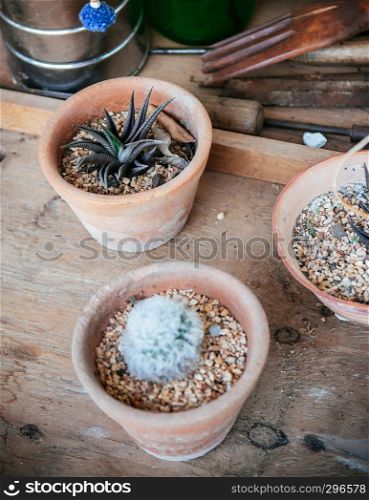 Desert plants, green succulents, stone, plant pot gardening home decorating with wooden gardening tools