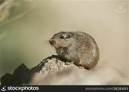Desert Rat on rock, close up