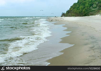 desert sea coast, a flock of seagulls over the sea waves. a flock of seagulls over the sea waves, desert sea coast