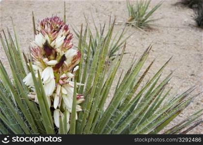 Desert Spoon Plant with flower