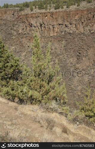 Desert trees and basalt cliffs and talus from ancient lava flow, Crooked River Canyon, Central Oregon