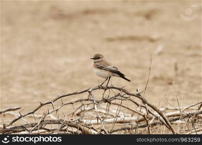 Desert wheatear, Oenanthe deserti, Blackbuck National Park, Velavadar, Gujarat, India