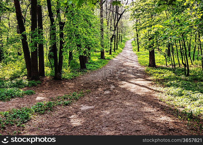 deserted path in the pine forest