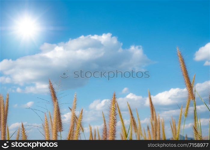 Desho Grass Fields with beautiful blue sky with white clouds and sun, sunlight background panorama