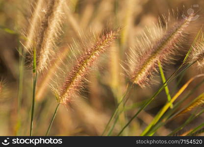 Desho grass, Pennisetum pedicellatum and sunlight from sunset