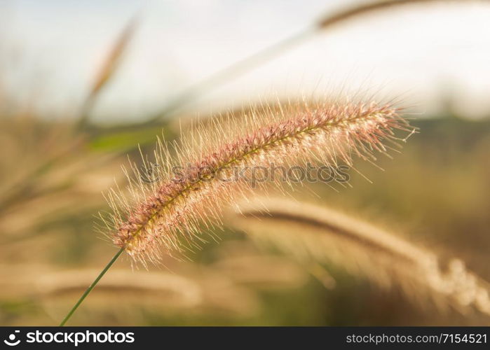 Desho grass, Pennisetum pedicellatum and sunlight from sunset