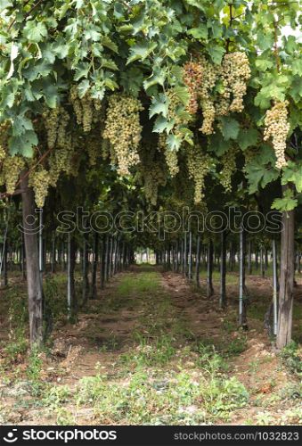 Dessert white grapes. Variety of grapes for eating. Fuit food