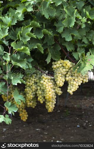 Dessert white grapes. Variety of grapes for eating. Fuit food