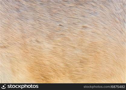 Detail, Beautiful mane of a small horse, pony.