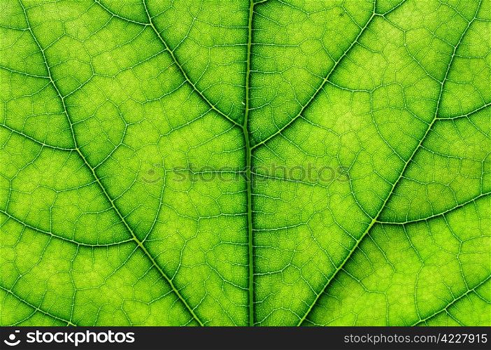 detail close image tree green leaf macro