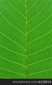 detail close image tree green leaf macro