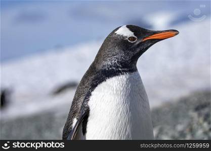 Detail close up of penguin with black head and orange beak