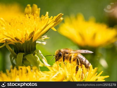 Detail closeup of honeybee, Apis Mellifera, european, western honey bee covered in pollen on yellow Dandelion flower. Selective focus, blured background. Detail closeup of honeybee, Apis Mellifera, european, western honey bee covered in yellow pollen.